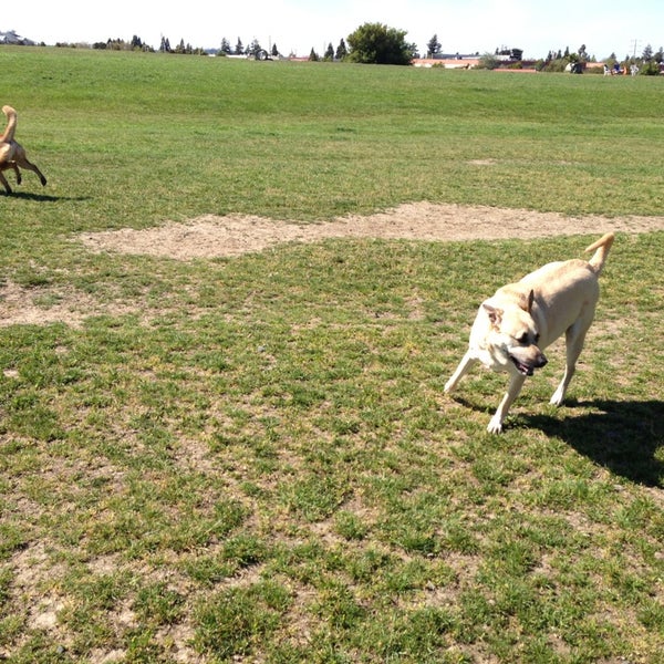 rocky memorial dog park