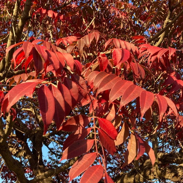 Photos At 水元公園 花菖蒲広場 葛飾区 東京都