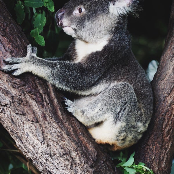 2/27/2017 tarihinde Renata M.ziyaretçi tarafından Kuranda Koala Gardens'de çekilen fotoğraf