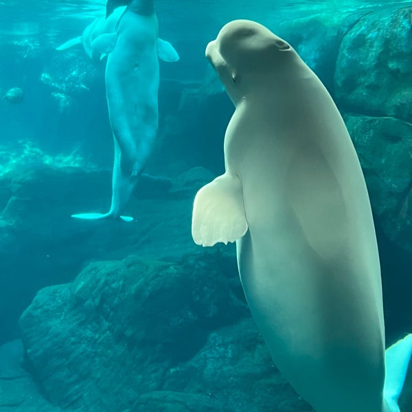 11/13/2022 tarihinde Laurenziyaretçi tarafından Georgia Aquarium'de çekilen fotoğraf