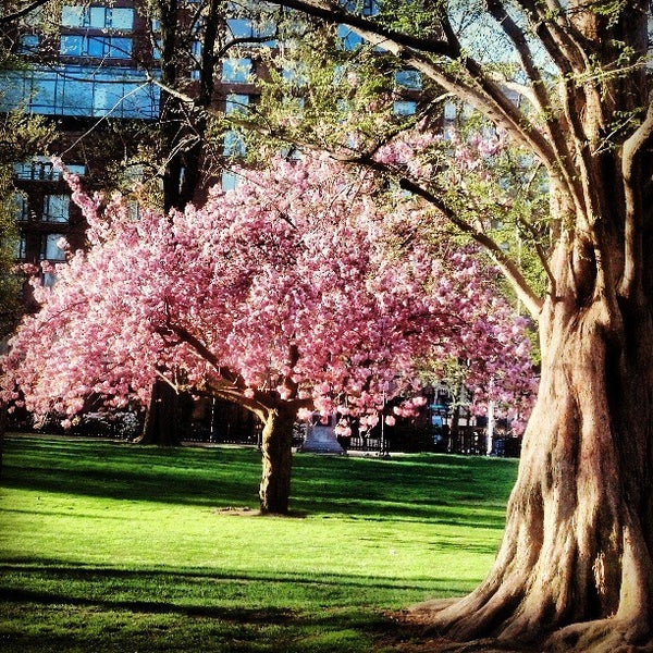 Fotos en Boston Public Garden - Jardín en Boston