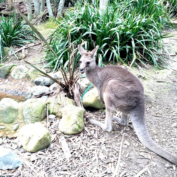 รูปภาพถ่ายที่ Wellington Zoo โดย Elise ❥. เมื่อ 8/24/2016