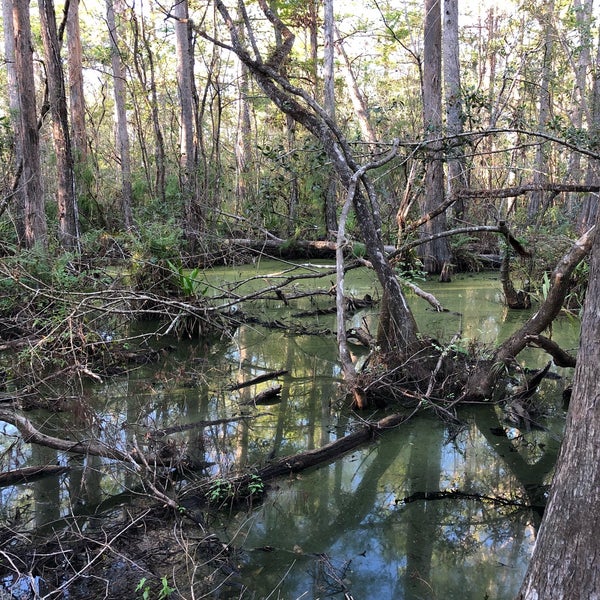 Photo taken at Audubon&#39;s Corkscrew Swamp Sanctuary by Ekaterina K. on 11/21/2017