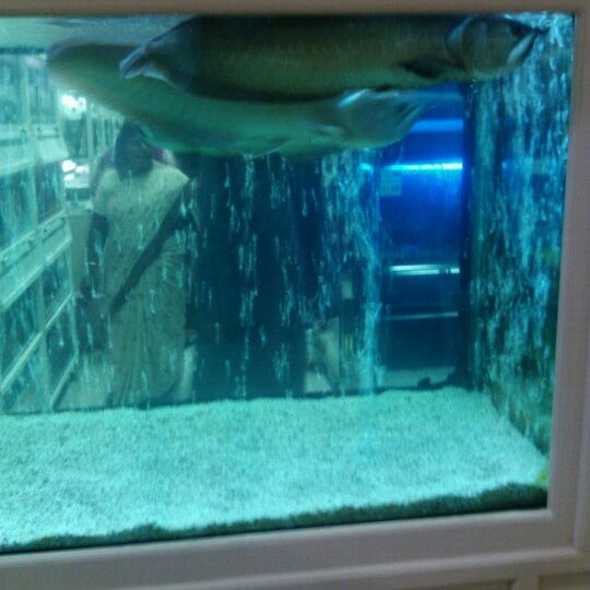 creatures pet shop