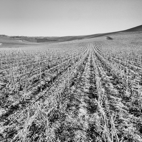 12/11/2013 tarihinde Monsieur D.ziyaretçi tarafından Champagne BRIMONCOURT'de çekilen fotoğraf