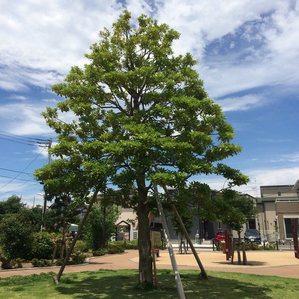 調布台タブノキ公園 調布 調布市 東京都