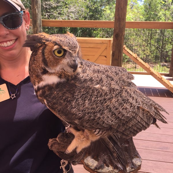 We love seeing the animals. Wish there were other ways. The owls were gorgeous. But it's TOO damn hot in Florida ☀️☀️☀️😩