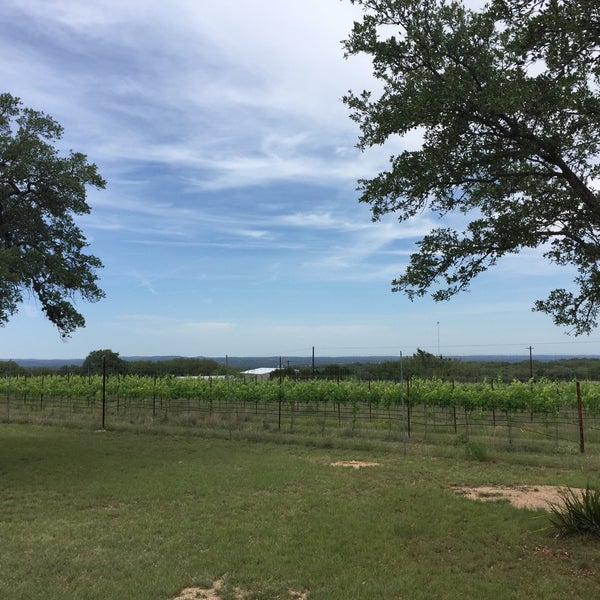 Lewis Wines Vineyard in Johnson City