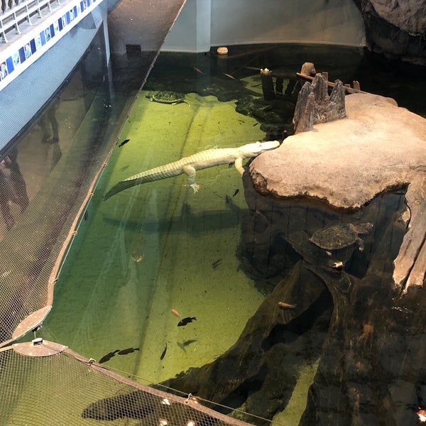 Photo taken at Claude the Albino Alligator by Sofia G. on 1/14/2019