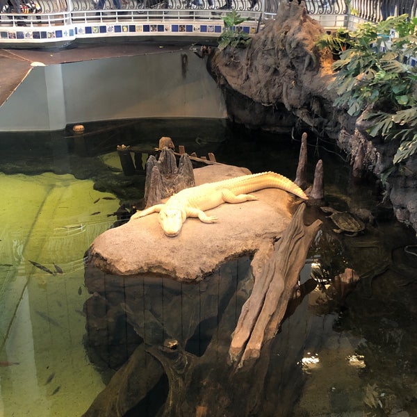 Photo taken at Claude the Albino Alligator by Sofia G. on 2/4/2019
