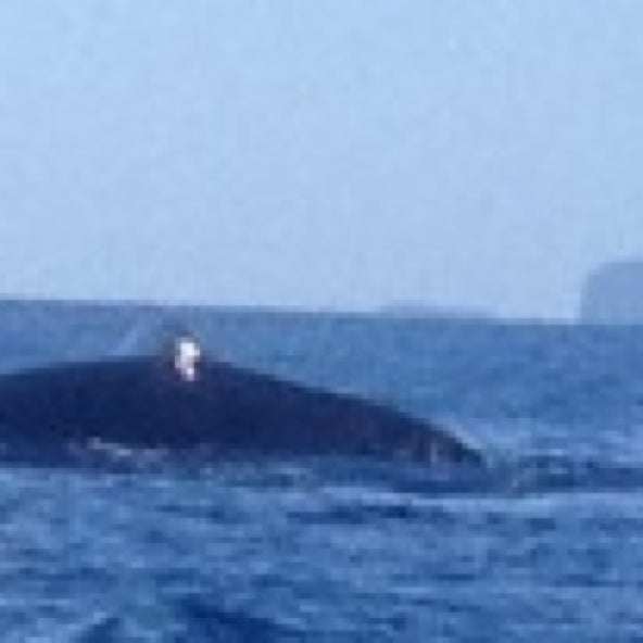 12/18/2013 tarihinde Krisziyaretçi tarafından Ultimate Whale Watch'de çekilen fotoğraf