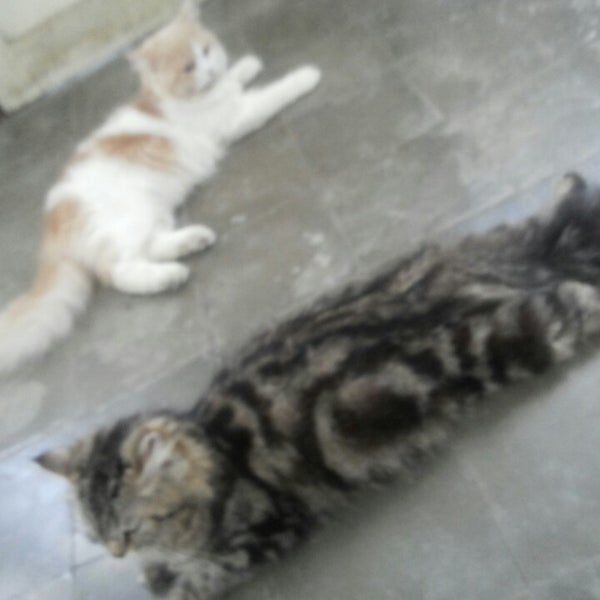 Photos At Klinik Hewan Drh Bambang Himawan