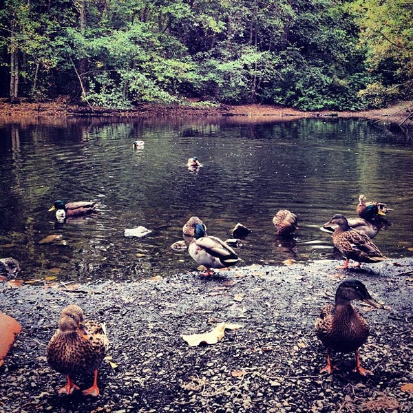 Ellis Pond Lake in Mercer Island