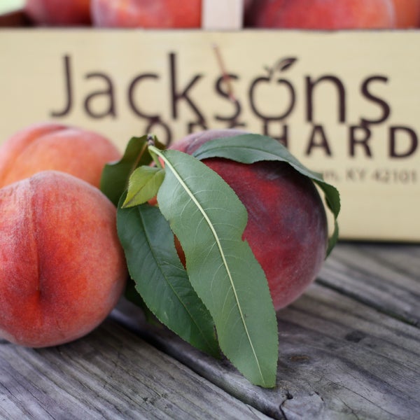 8/20/2013にJackson&#39;s Orchard &amp; NurseryがJackson&#39;s Orchard &amp; Nurseryで撮った写真