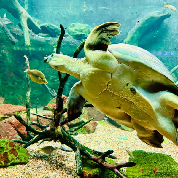 รูปภาพถ่ายที่ Shedd Aquarium โดย LAXgirl เมื่อ 3/30/2024