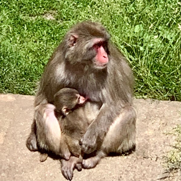 Primates of the World Archives - Milwaukee County Zoo