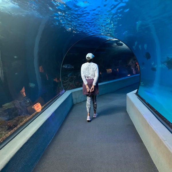 Photo taken at Maui Ocean Center, The Hawaiian Aquarium by Elle T. on 1/15/2020