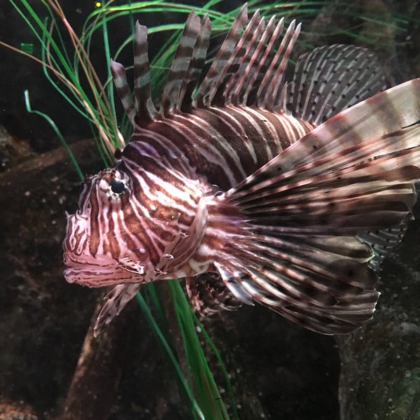 Photo taken at SEA LIFE Grapevine Aquarium by Rachel on 8/23/2018