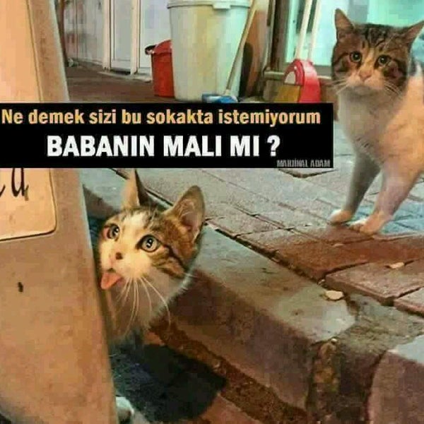 Arabada Alevi Kurt Ve Zenci Var Hangisi Arabayi Kullanir Polis Racist Dog 1 Meme Generator