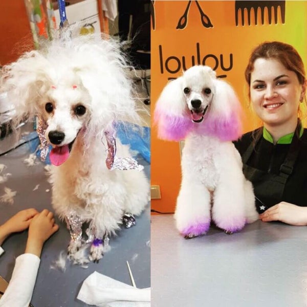 loulou pet shop pet kuaforu yenisehir mahallesi caglayan sokak kotil sitesi no 15 b atasehir da fotograflar