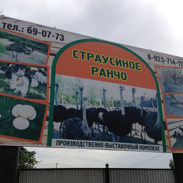 Страусиное ранчо прокопьевск. Пшада страусиное ранчо. Страусиное ранчо прокопьевск. Страусиное ранчо ялуторовск. Страусиное ранчо ялуторовск.