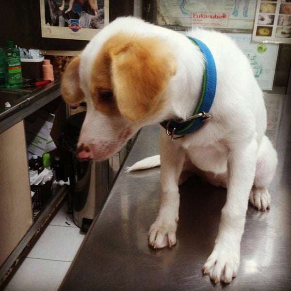 Congressional animal clinic 2025