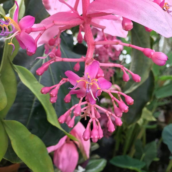 Photo taken at Conservatory of Flowers by Vickie L. on 4/25/2023