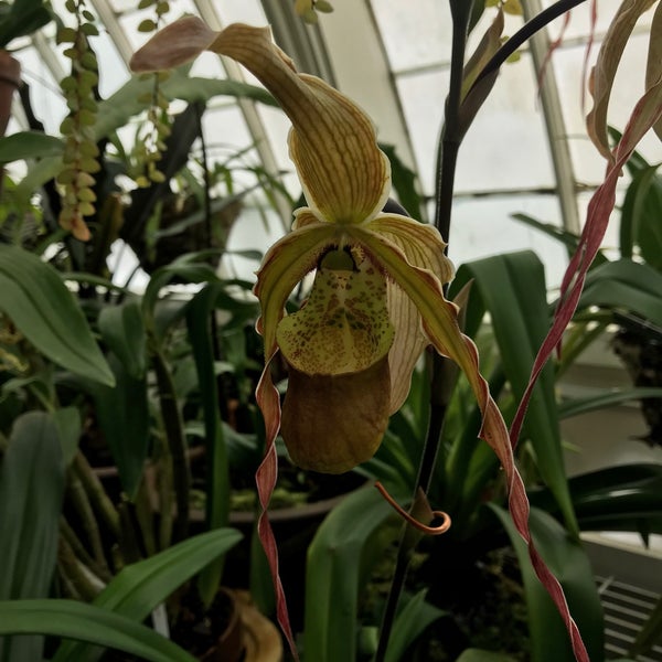 Photo taken at Conservatory of Flowers by Vickie L. on 4/25/2023