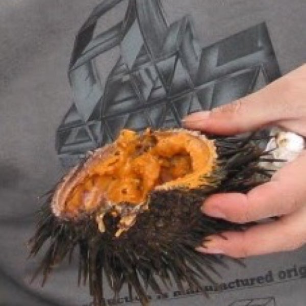 You can buy fresh sea urchin here.