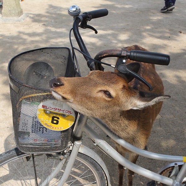 廿日市 自転車