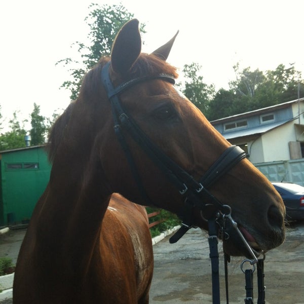 кск еду. кск боливар екатеринбург. конюшня веслево переславль-залесский. кск еду. конный спорт джигитовка казачья.