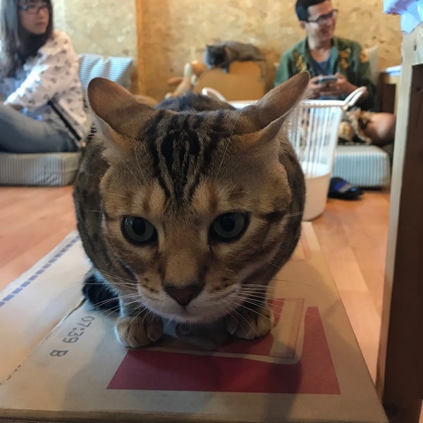 11/5/2017 tarihinde Faiziyaretçi tarafından Catmosphere Cat Café'de çekilen fotoğraf