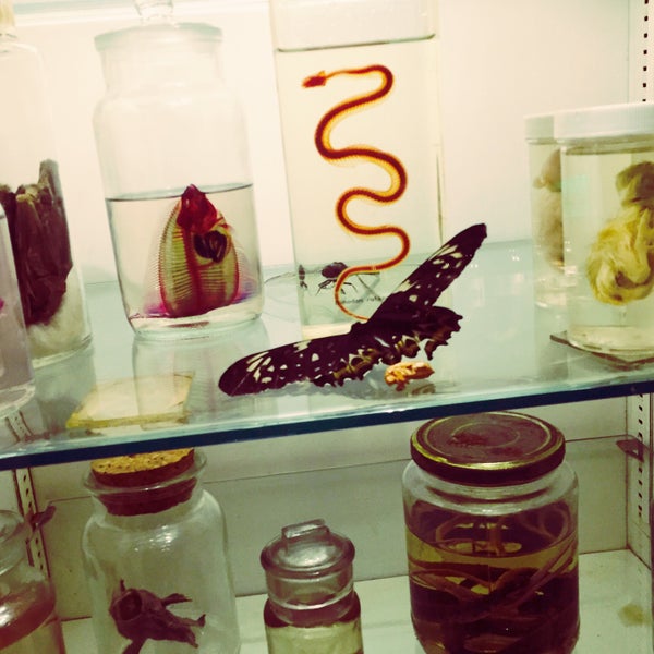 รูปภาพถ่ายที่ Morbid Anatomy Museum โดย Shannon V. เมื่อ 12/16/2015