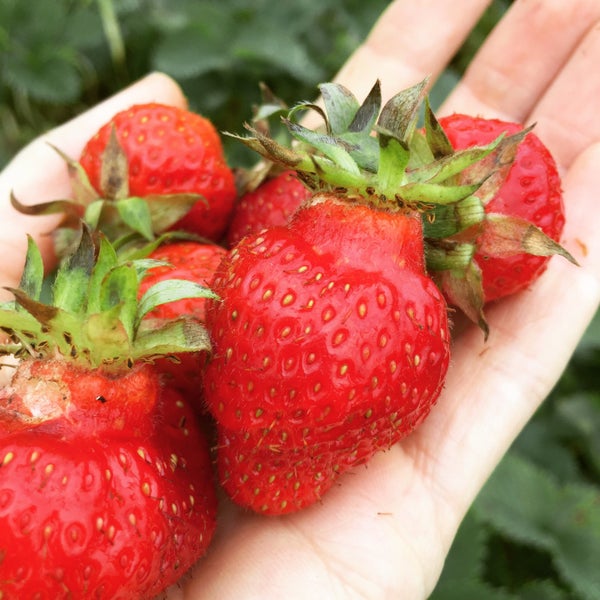 Way Fruit Farm 8 tips