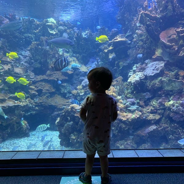 Photo taken at Maui Ocean Center, The Hawaiian Aquarium by Pei K. on 7/8/2021
