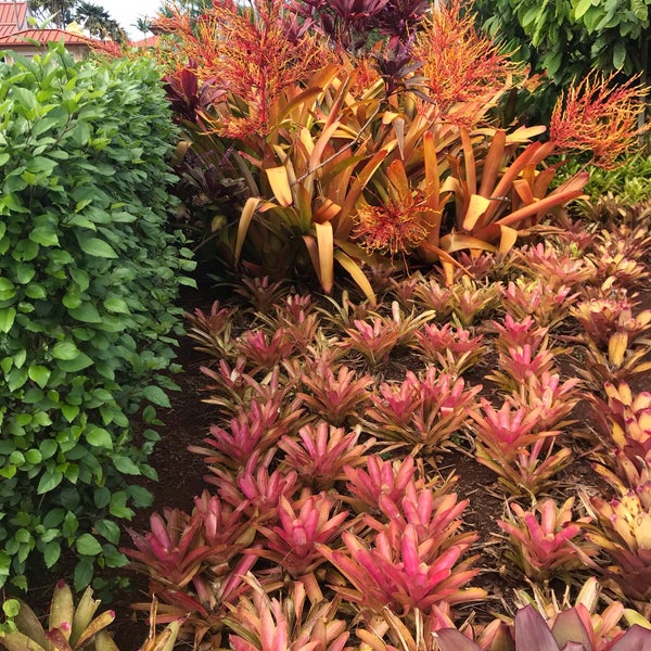 Pineapple County Waikiki 342 Lewers St