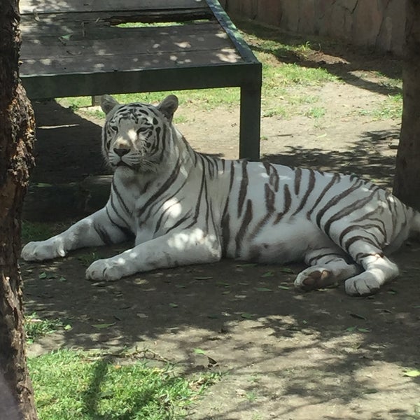 Photo taken at Zoo Parque Loro by Karla on 7/11/2015