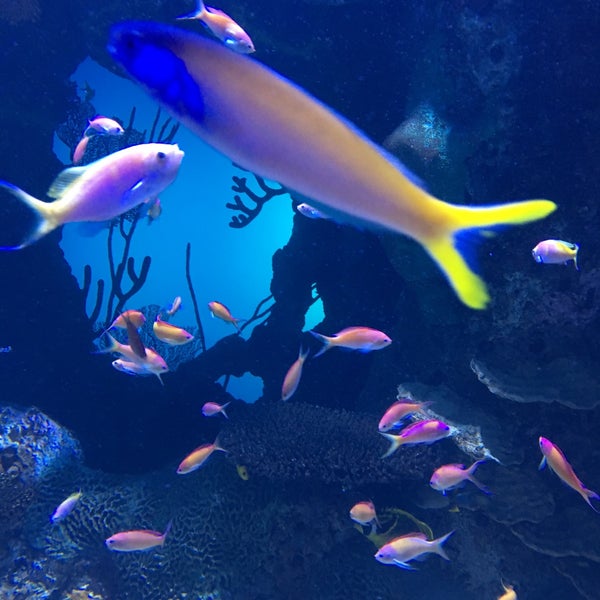 1/11/2017 tarihinde Hayley W.ziyaretçi tarafından Georgia Aquarium'de çekilen fotoğraf