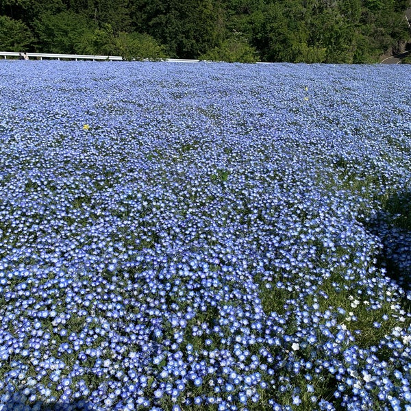 鼻高展望花の丘 高崎市 群馬県 Da Fotograflar 鼻高展望花の丘 高崎市 群馬県 Da Fotograflar