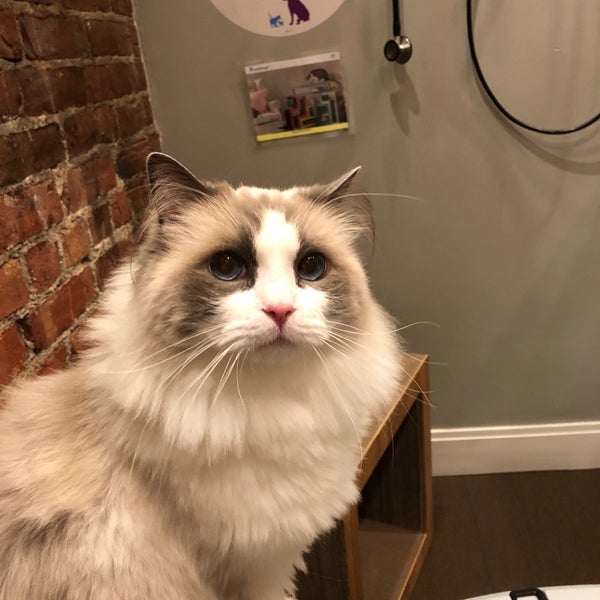 Back Bay Veterinary Clinic Veterinarian in Back Bay West