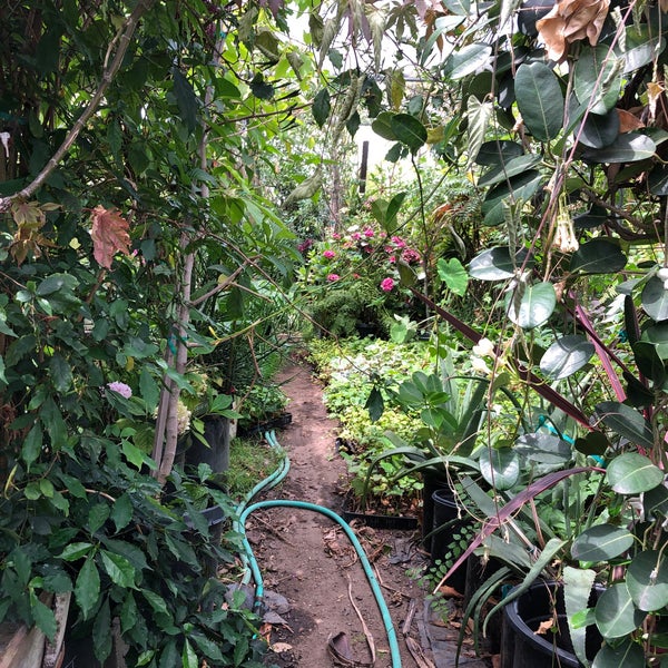 Sego Nursery Flower Store in Valley Village