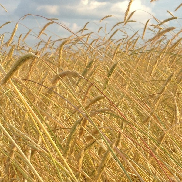Нижнегорский пшеничное