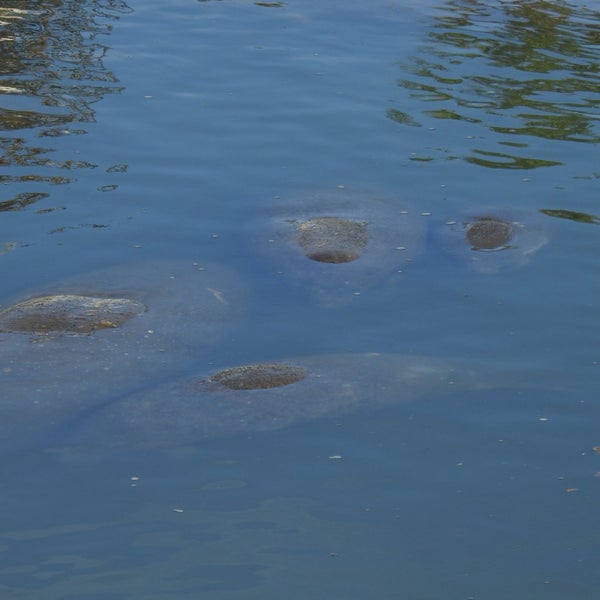 รูปภาพถ่ายที่ Manatee Viewing Center โดย Steven M. เมื่อ 1/3/2024