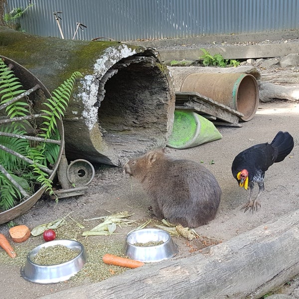Photo taken at Kuranda Koala Gardens by Plinio T. on 8/14/2019
