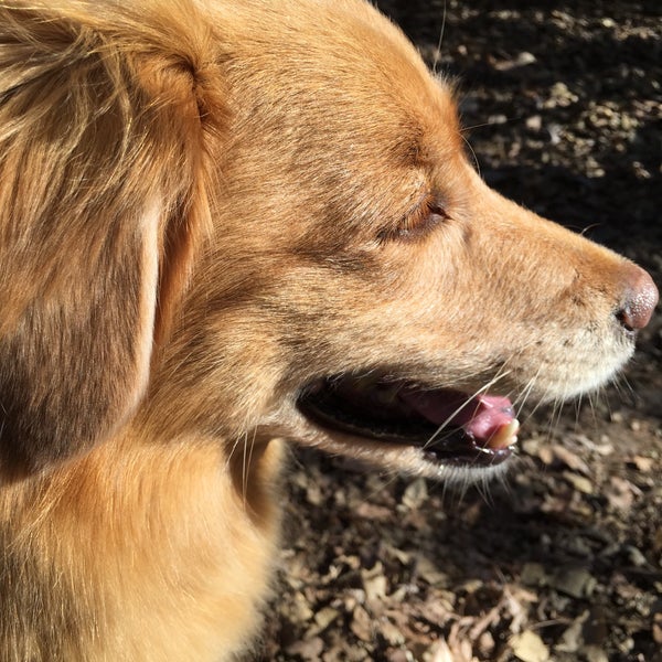 Mutt Run Lawrence, KS