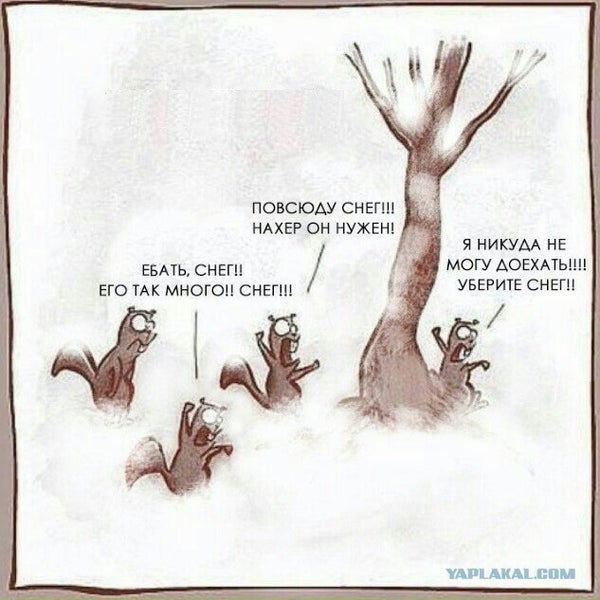 Белки истерички картинка