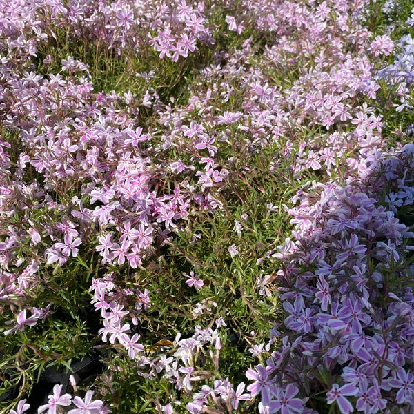 Lowe's Cranberry Township, PA