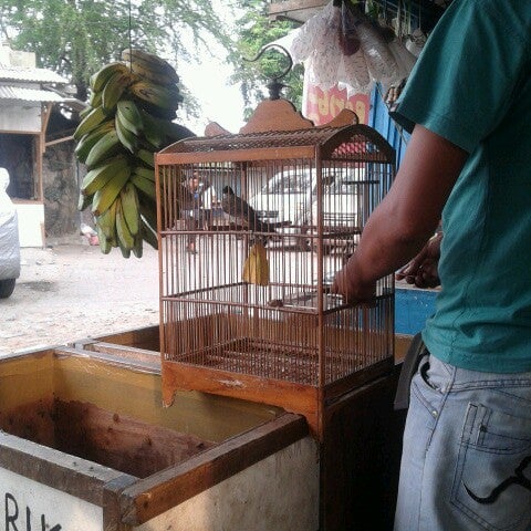 Photos At Kios Burung Patra Pet Store In Kebon Jeruk