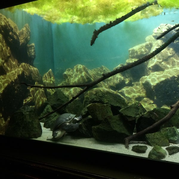 4/11/2015 tarihinde Katrina K.ziyaretçi tarafından Shedd Aquarium'de çekilen fotoğraf