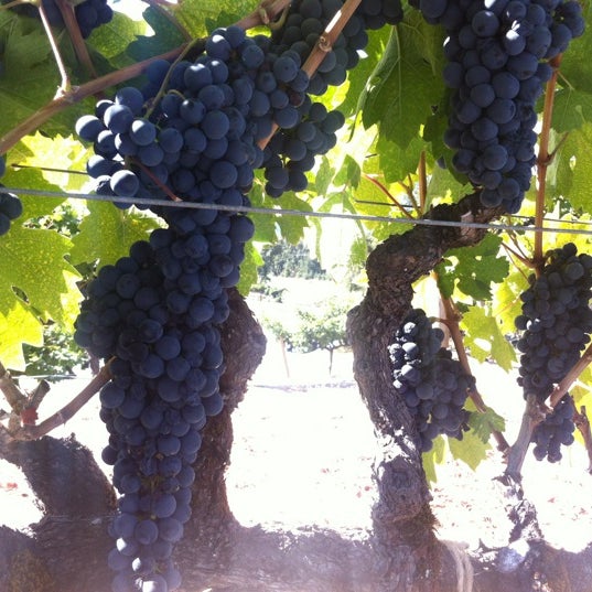 Das Foto wurde bei Kenwood Vineyards von Taylen am 10/7/2012 aufgenommen